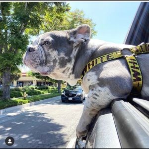 Woof-White X Harness, Collar & Leash